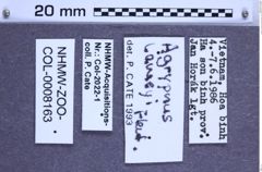 Etiketten zu Agrypnus lameyi (Fleutiaux, 1927) (NHMW-ZOO-COL-0008163)